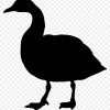 blackduck.jpg